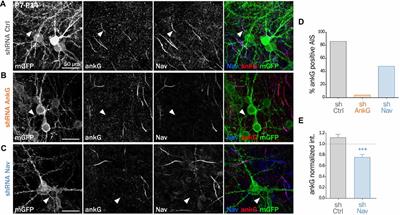 Ankyrin G Membrane Partners Drive the Establishment and Maintenance of the Axon Initial Segment